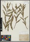 Foto von Salix alba L.